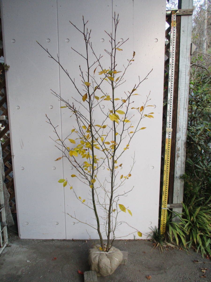 生産者直売！　◆クロモジ◆　樹高1.75m　11/2撮影　紅葉中　