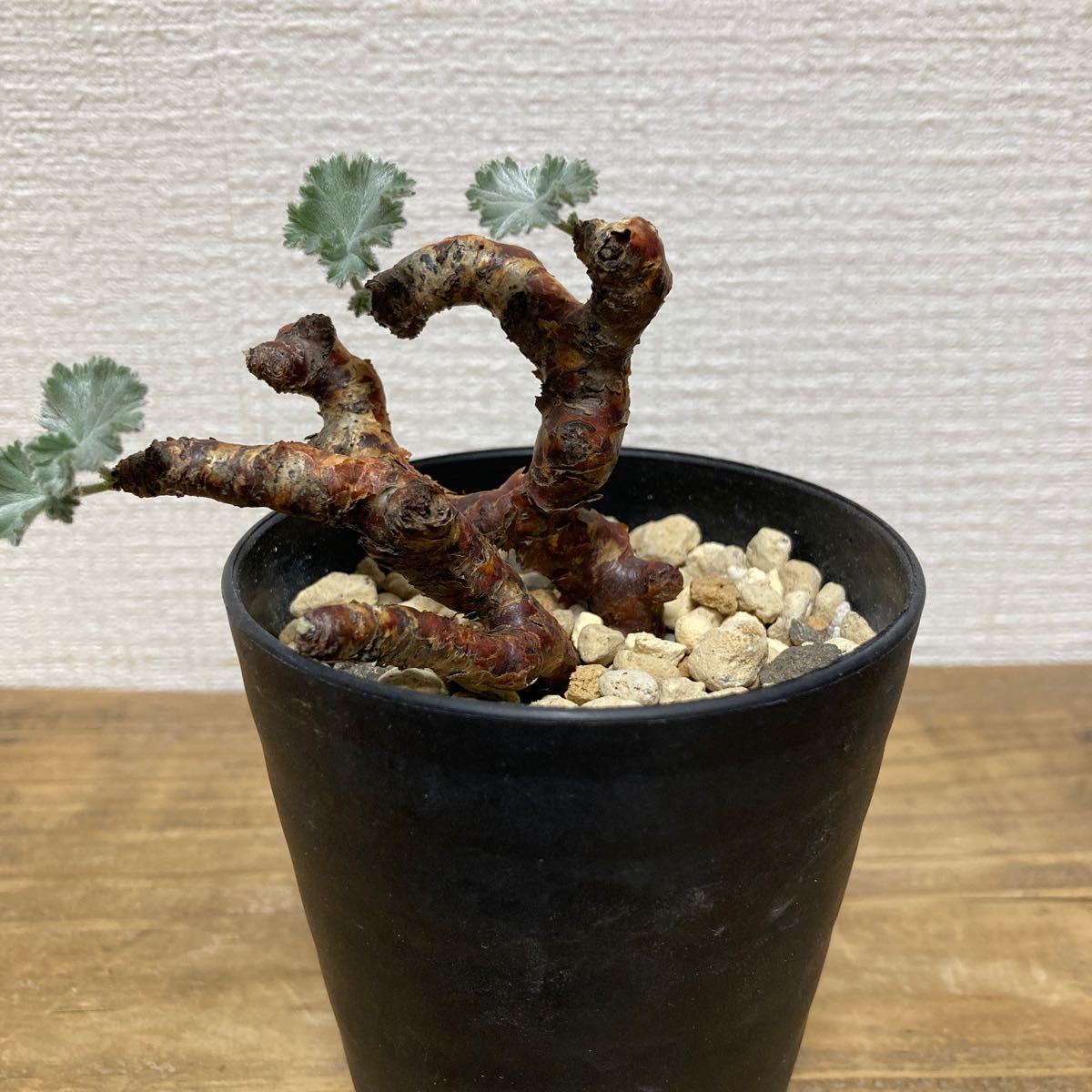 発根済 ペラルゴニウム ミラビレ Pelargonium mirabile 塊根植物 サボテン パキポディウム コーデックス