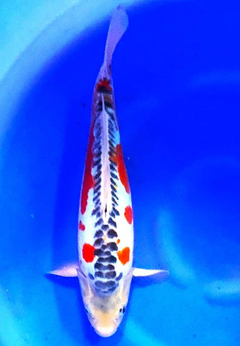 いざ品評会へ！！　水玉模様の可愛い華秋翠（田中養鯉場産・星野和弘）２歳　３８ｃｍ前後　雌雄不明　生産者直送　同梱可能