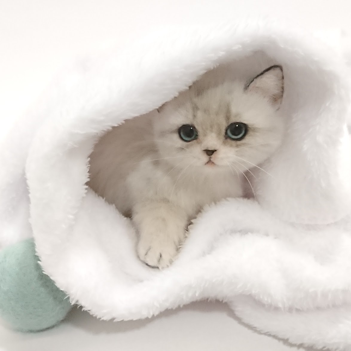 羊毛フェルト 子ネコ 子猫 羊毛フェルト 猫 眠る子猫 ハンドメイド