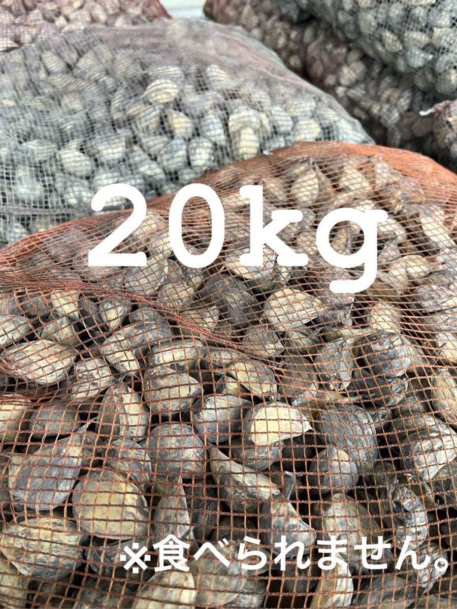 青森県産 福地ホワイト六片 にんにく 種用 Mサイズ 20キロ 消毒済み