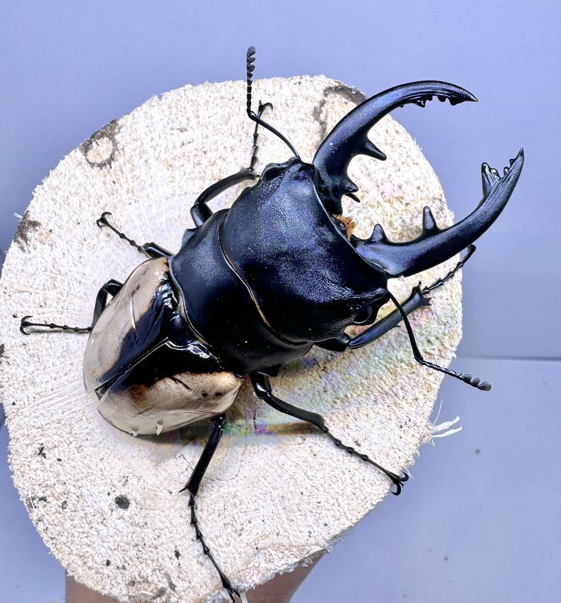 ブルマイスターツヤクワガタ　成虫2ペア　即ブリ可能　※♂翅パカ