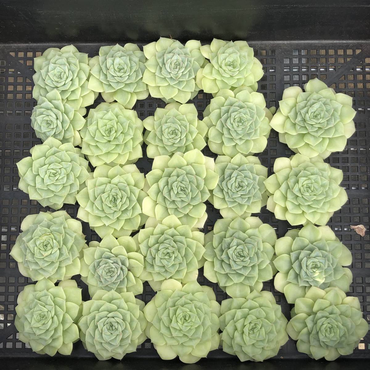 ハオルチア 多肉植物 秋祭り錦 オブツーサ錦 糊斑 超美株 【公式通販】