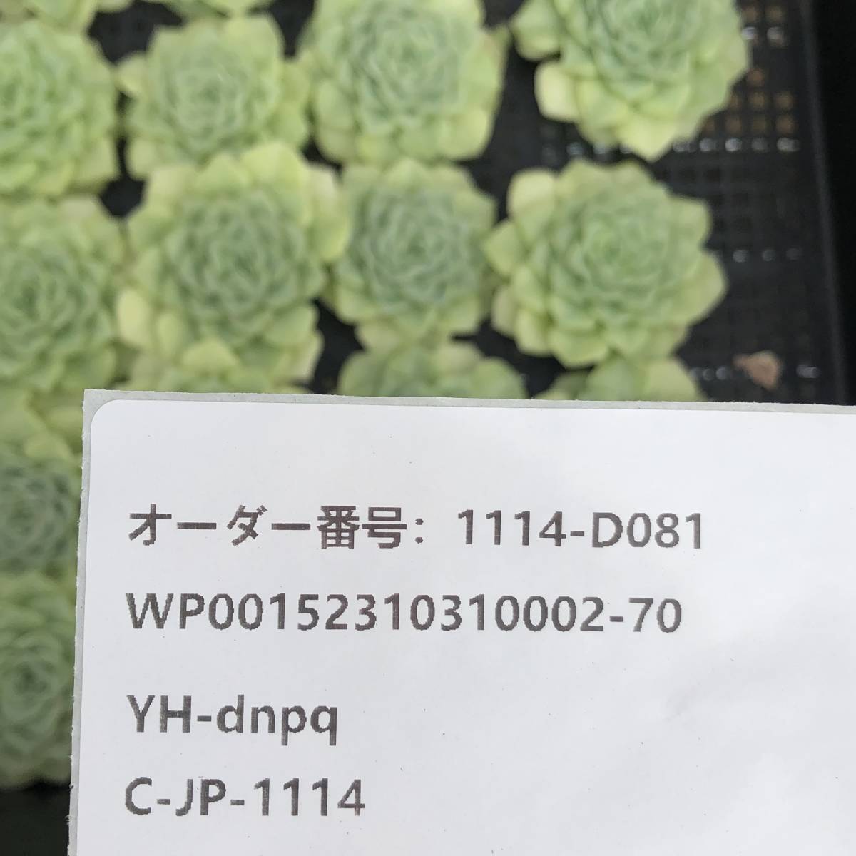 多肉植物24個 1114-D081 ホワイトスワン（白鳥） *送料調整 入札前に