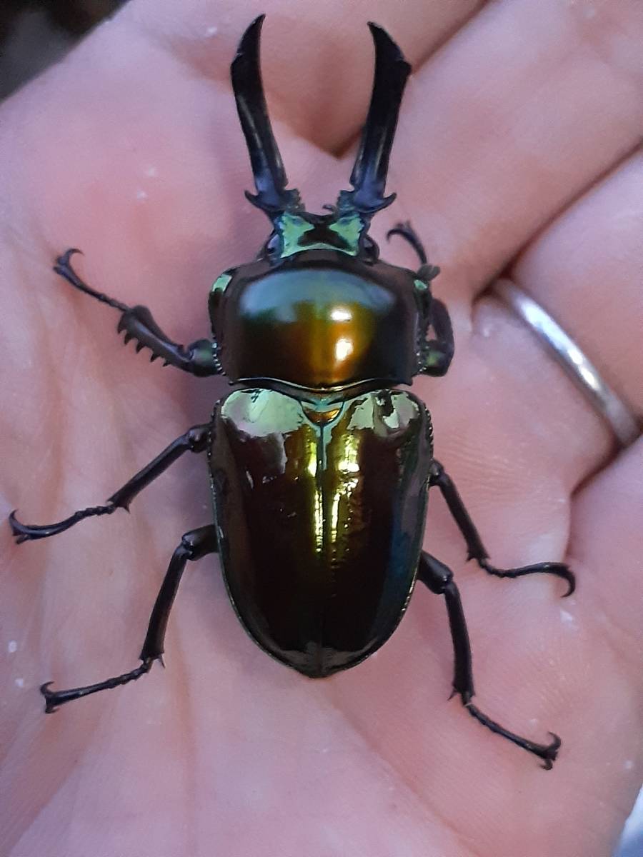 美麗種　本家ピカール血統　♂52㎜ペア+1♀　ニジイロ