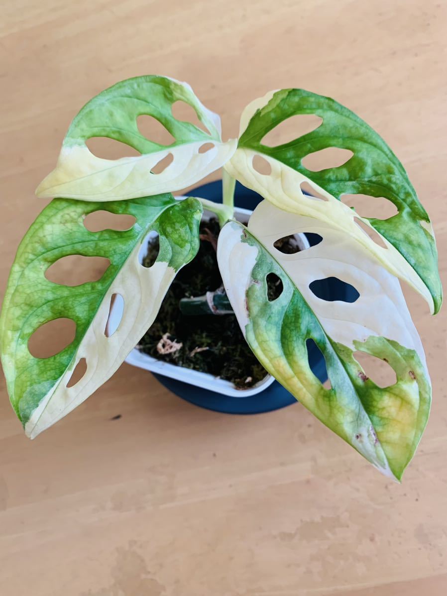 斑入りマドカズラ　マーブル系マルチタイプ B