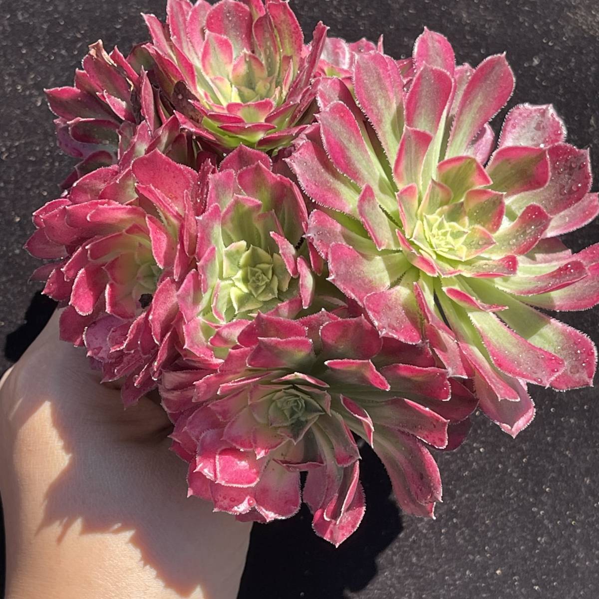 R29多肉植物 エケベリア　祝融　20株　超美苗 サボテン 観葉植物 花 園芸　レア種