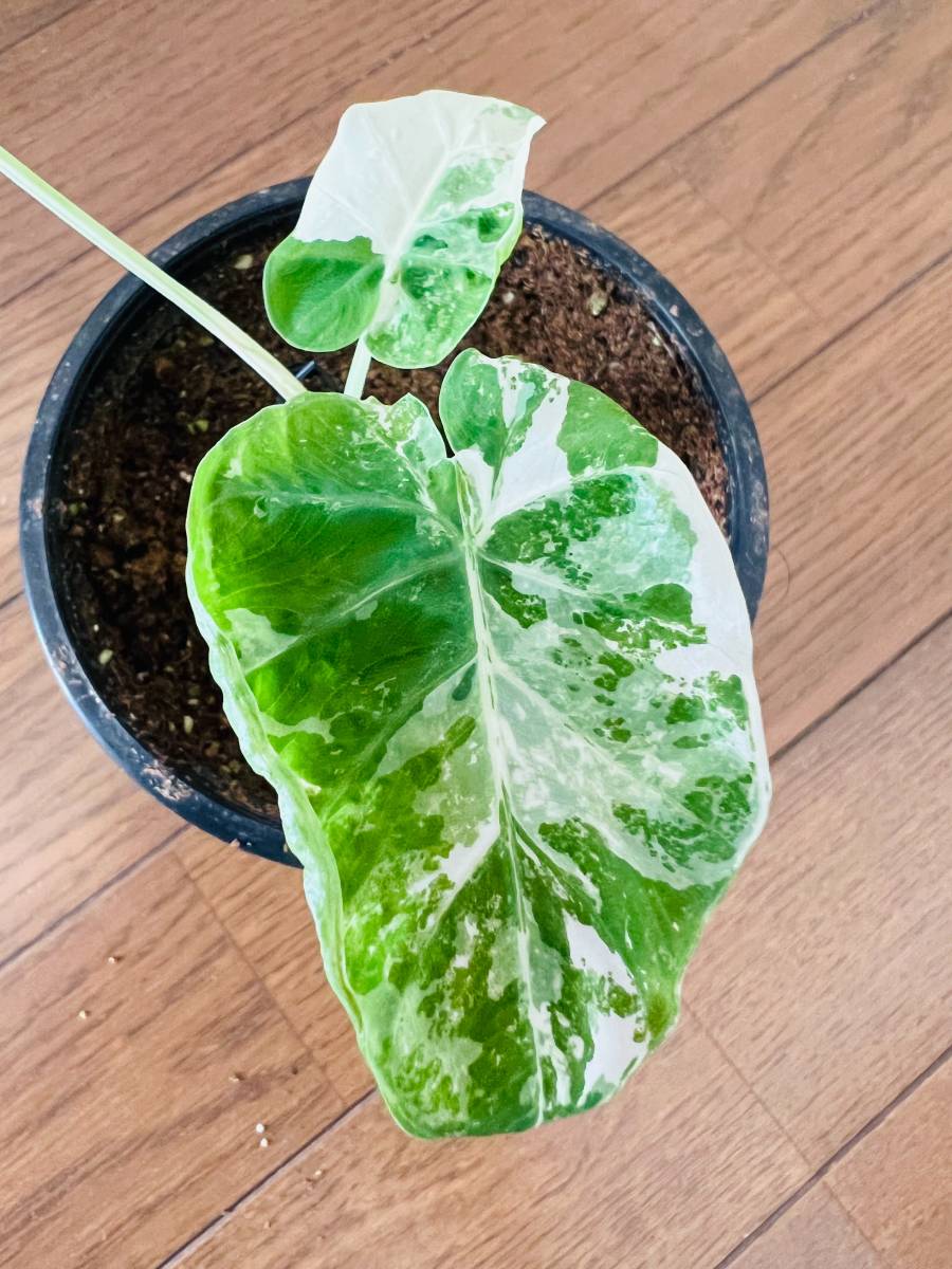 Colocasia ギガンティア gigantea 大型種耐寒コロカシア 