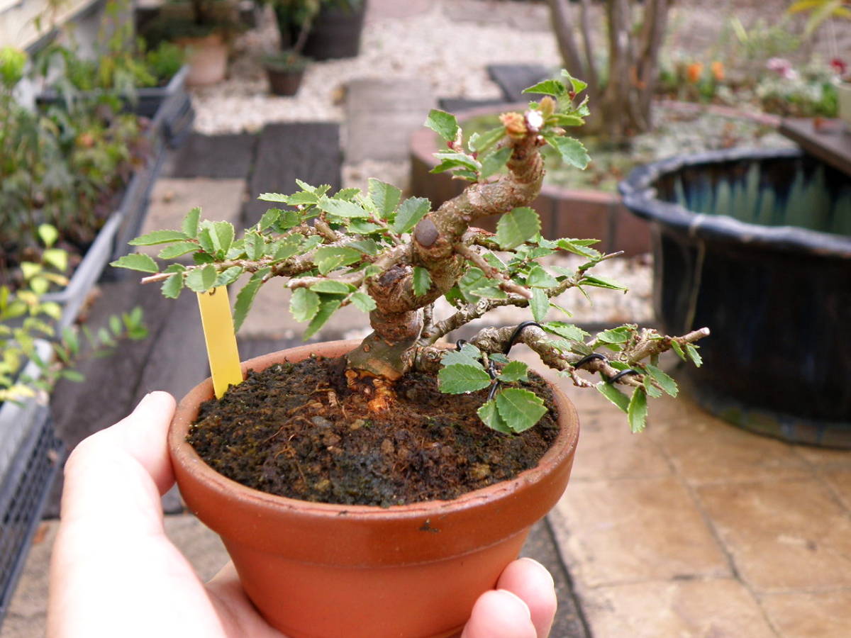 植物 楡欅 盆栽 育て方 小品 楡欅 5 ミニ模様樹素材 差し枝の効いた幹 