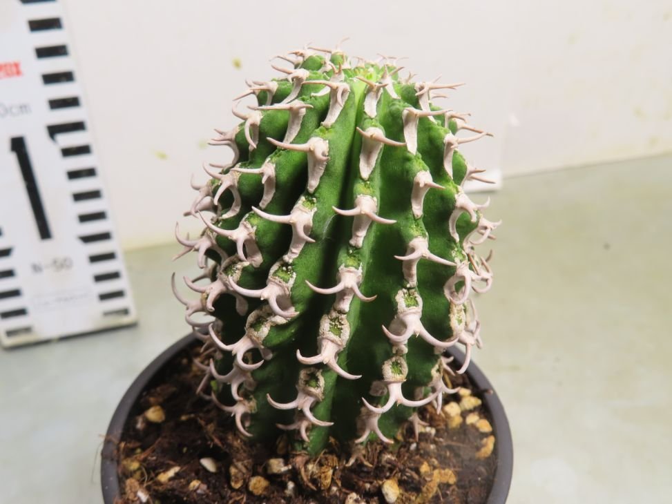 ア2093 「多肉植物I」ユーフォルビア コルムナリス【美株・発根