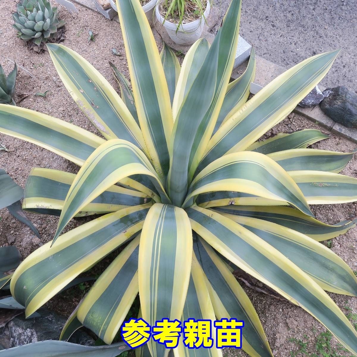 R4【厳選優良血統】アガベ チタノタ fo—076 強白棘 特選強棘大子株