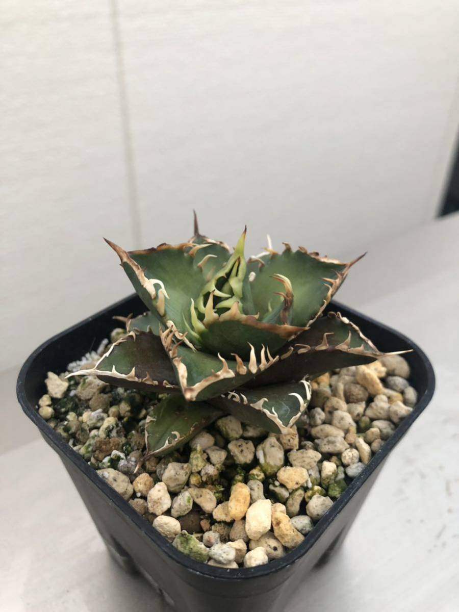 3鉢のまま発送 赤猫 レッドキャットウィーズル アガベ チタノタ agave オテロイ ゴリ猫　地獄猫