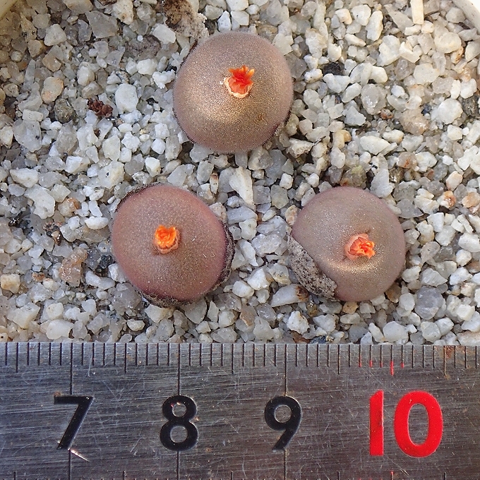 コノフィツム　デプレッサム　ペルデュランス　Conophytum depressum perdurans　実生苗3頭 　★多肉植物★