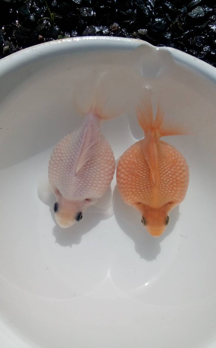 国産 まん丸 ピンポンパール【シルクピンポン・赤ピンポン】8.5cm~9.5cm前後 2匹