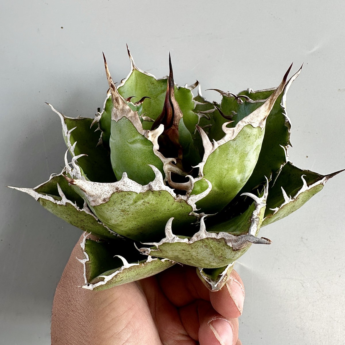 激レア珍品 チタノタ「悪魔白鯨錦」裏棘白鯨 ブツブツ コレクション株 アガベ・チタノタ白鯨（覆輪）芽-006｜agave titanota white whale