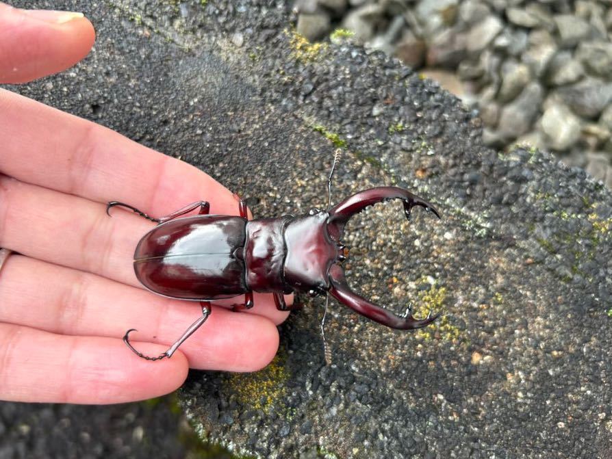 【送料安いです】フォルスターフタマタニシ　♂72ミリ2頭【即ブリ】ニシ