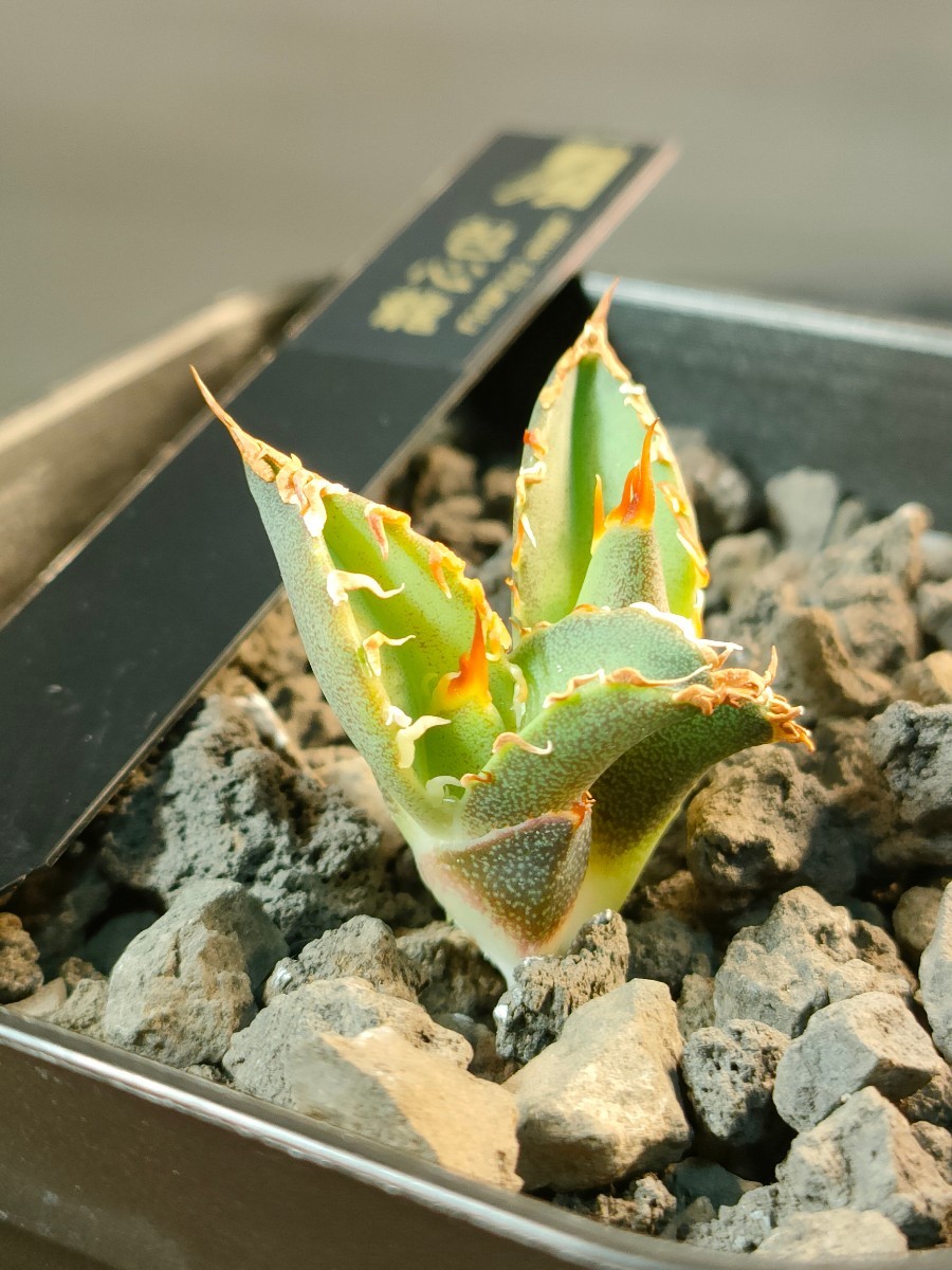 【hiiro】ダブルヘッド 稀少 アガベ 包心龍 子株 agave titanota (検 チタノタ オテロイ 包心竜