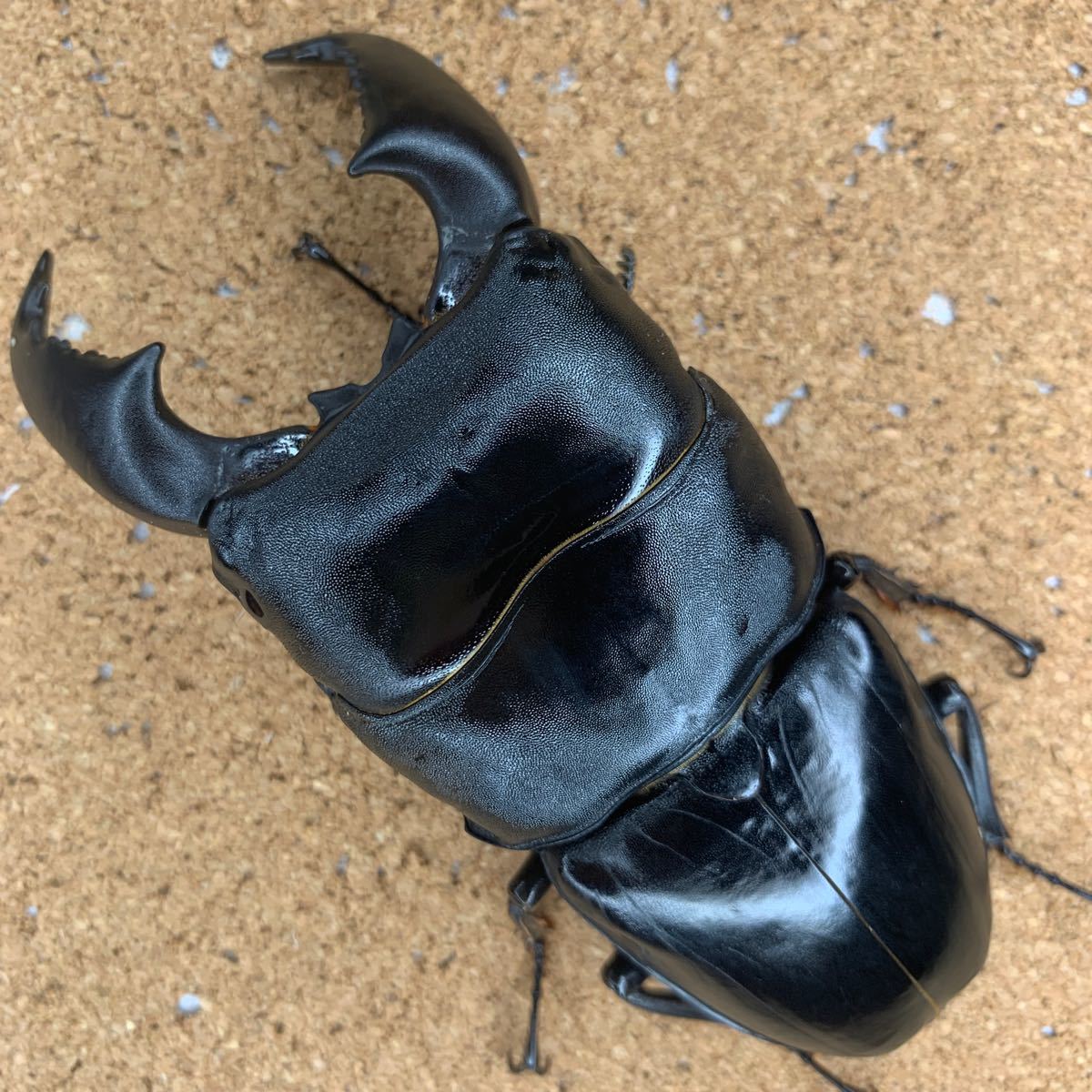 スマトラヒラタKDT血統　　　　　　　　　　　　　　　♂100.9mm♀52.6mm