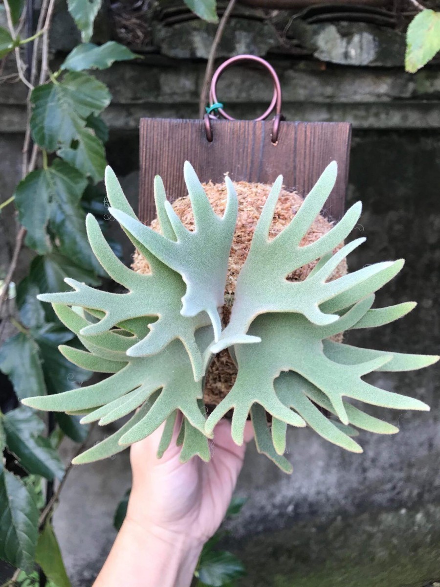 B123，大きめ P.willinckii Jade Girl 　ジェイドガール ドワーフ ビカクシダ 