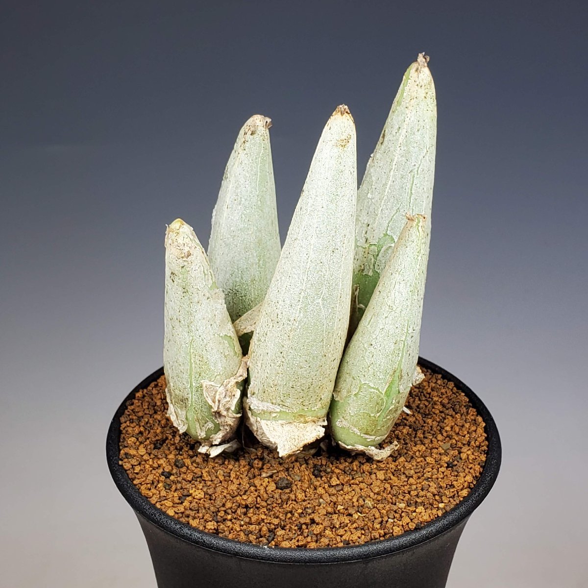 ミトロフィルム・ミトラツム 9cm鉢 ■カクタス長田