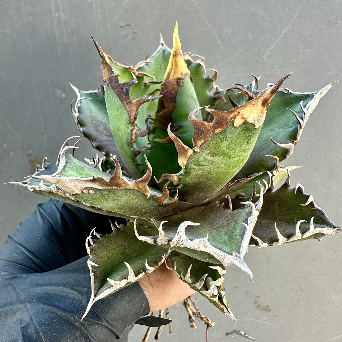 アガベ チタノタ 'レッドキャットウィーズル' agave