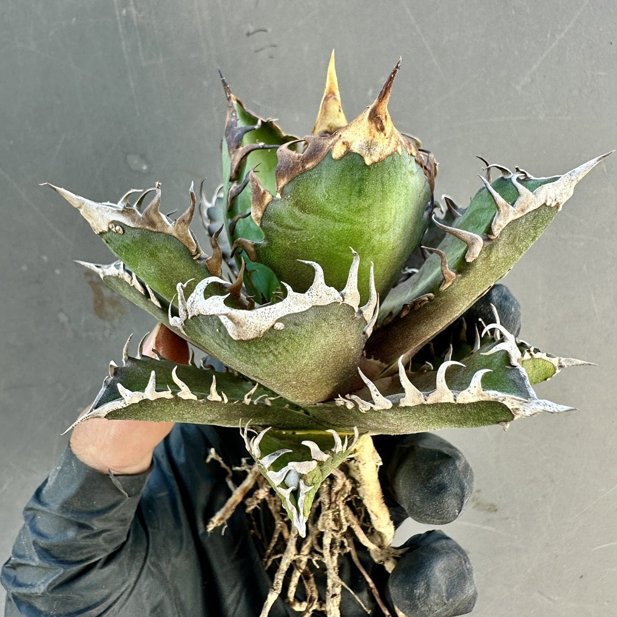 アガベ チタノタ 'レッドキャットウィーズル' agave