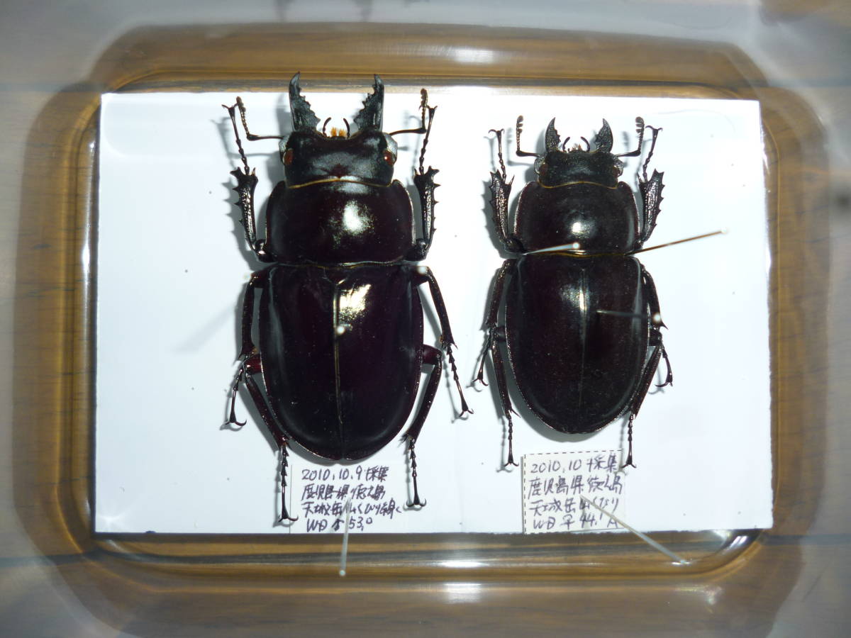 アマミマルバネクワガタ 徳之島産 52.8mm+49.7mm♀ 野外品標本 ダ*ド