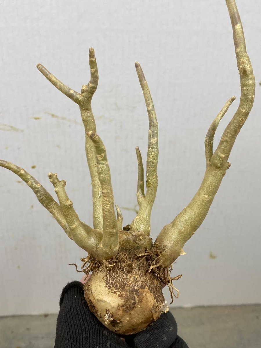 オ6890 「塊根植物」オトンナ　トリプリネルビア【11/27最新到着・美株・Othonna triplinervia・多肉植物】