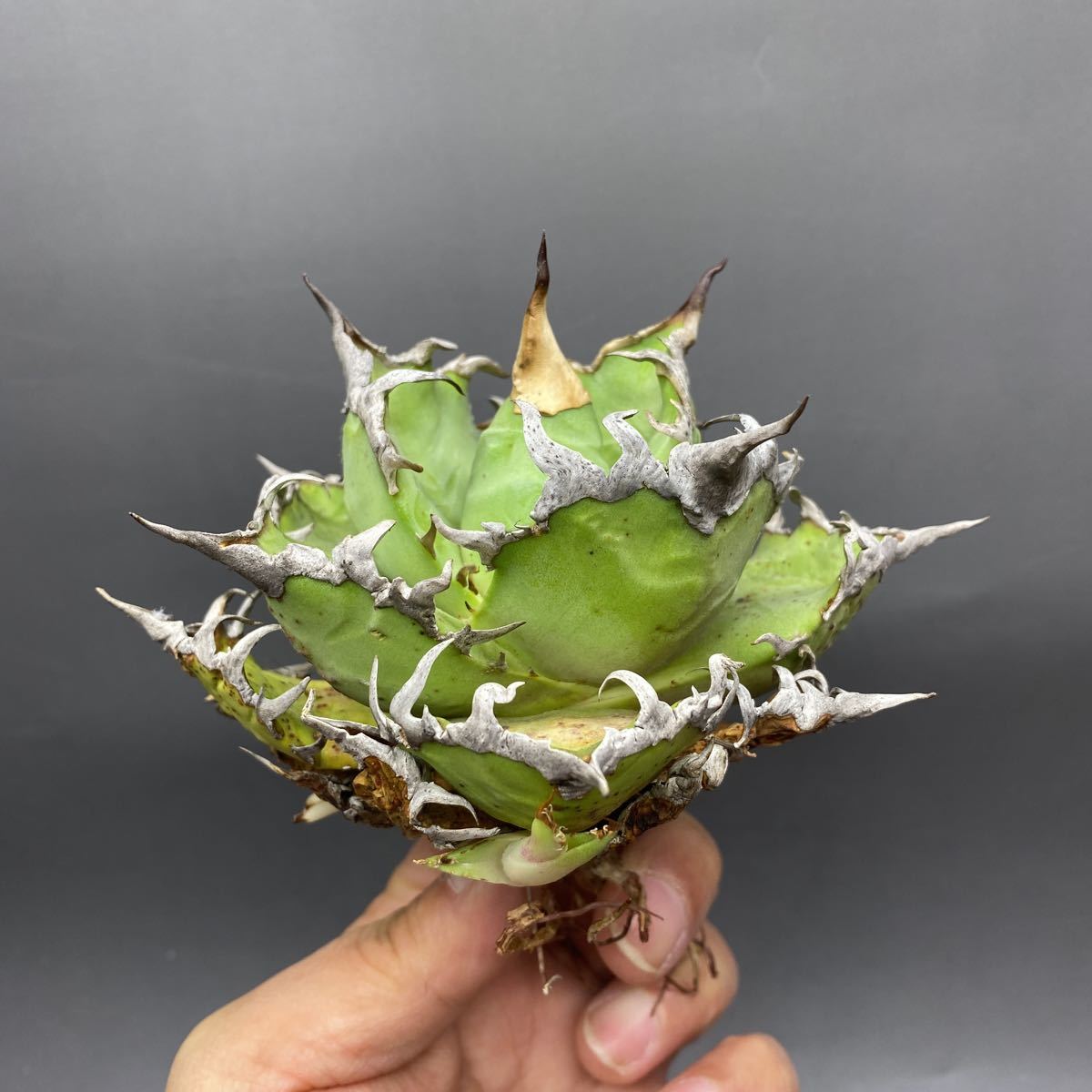 S1206-1 Royal産　Agave titanotaアガベ チタノタ 子株3株付き