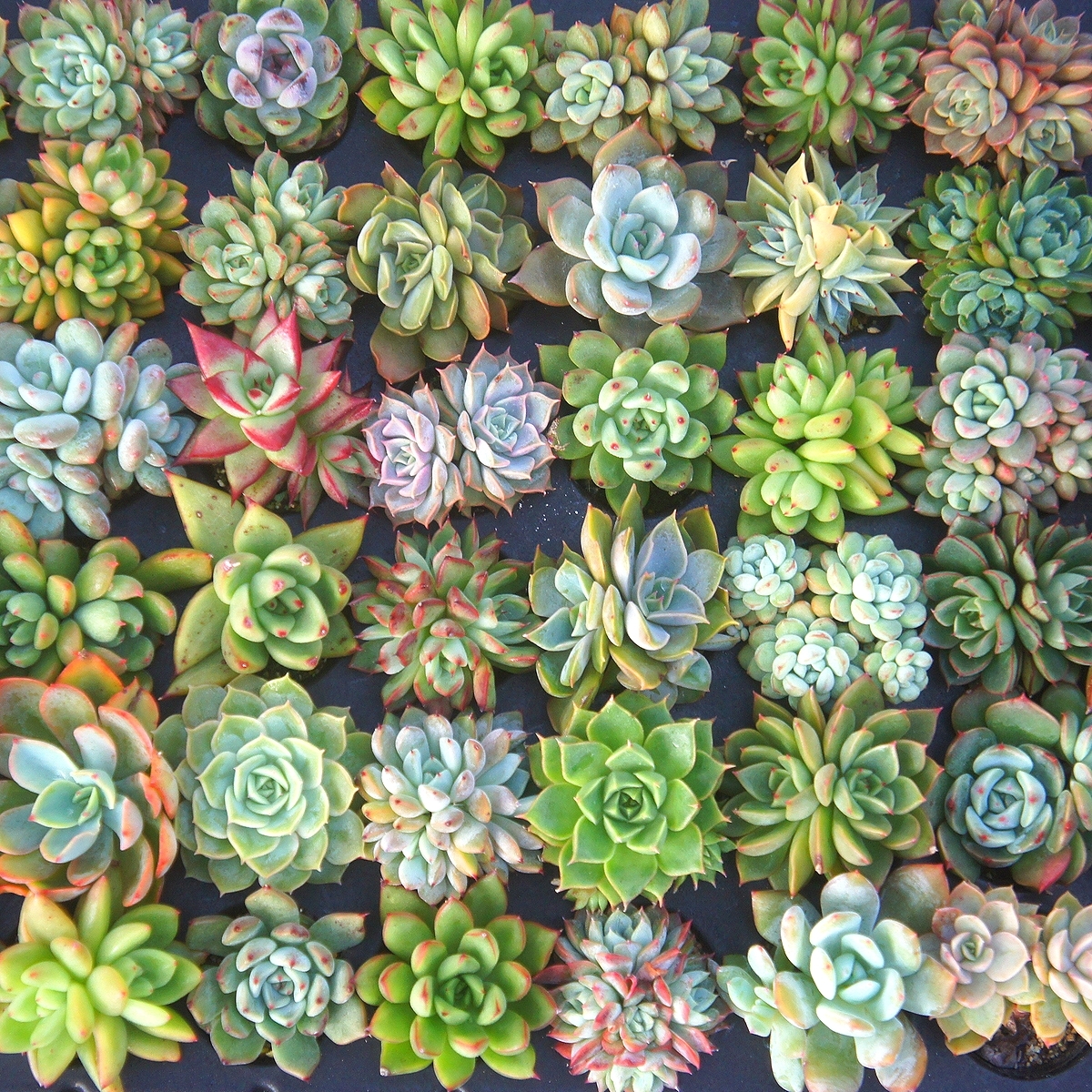 送料無料！エケベリア72種セット！【509】トレイのまま発送 ！【多肉植物】【観葉植物】【おてがる配送】