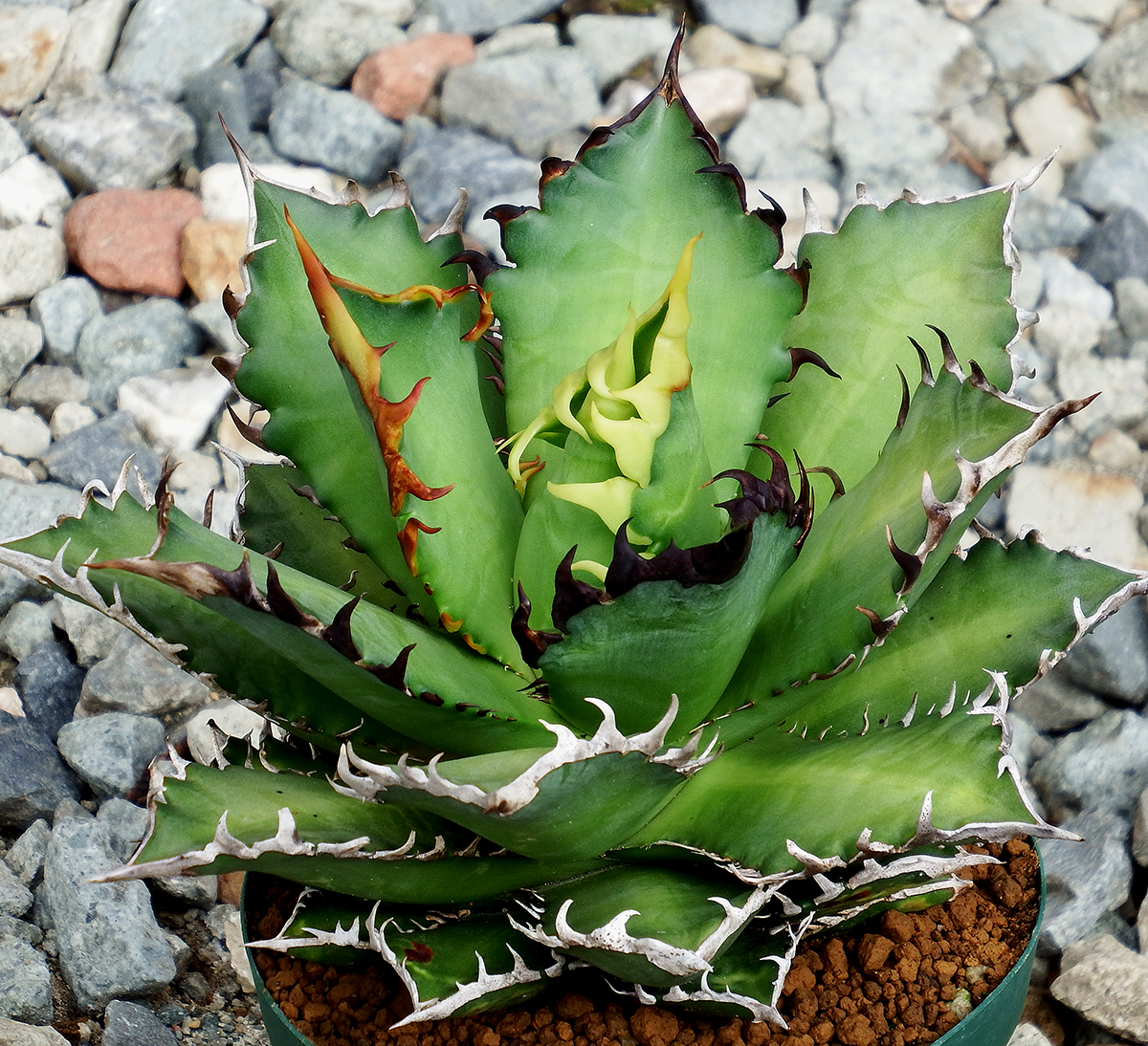 龍園觀】No.219 アガベ 多肉植物 チタノタ レッドキャットウィーズル