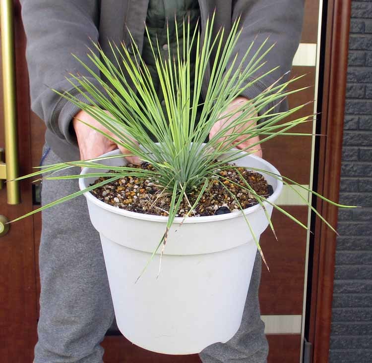 最安値，豊富な】 【現品】ユッカ・リネアリフォリア - yucca