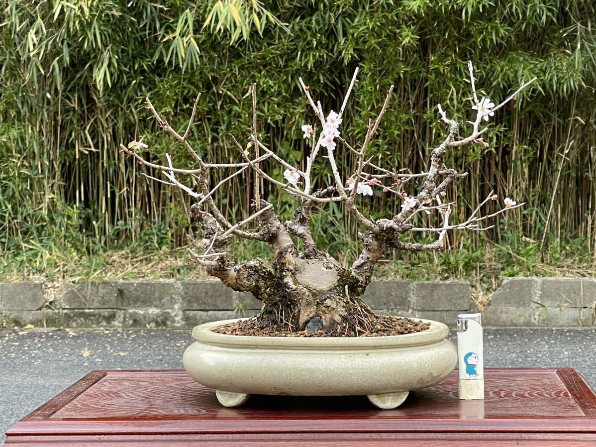 貴風盆栽　十月桜　極太