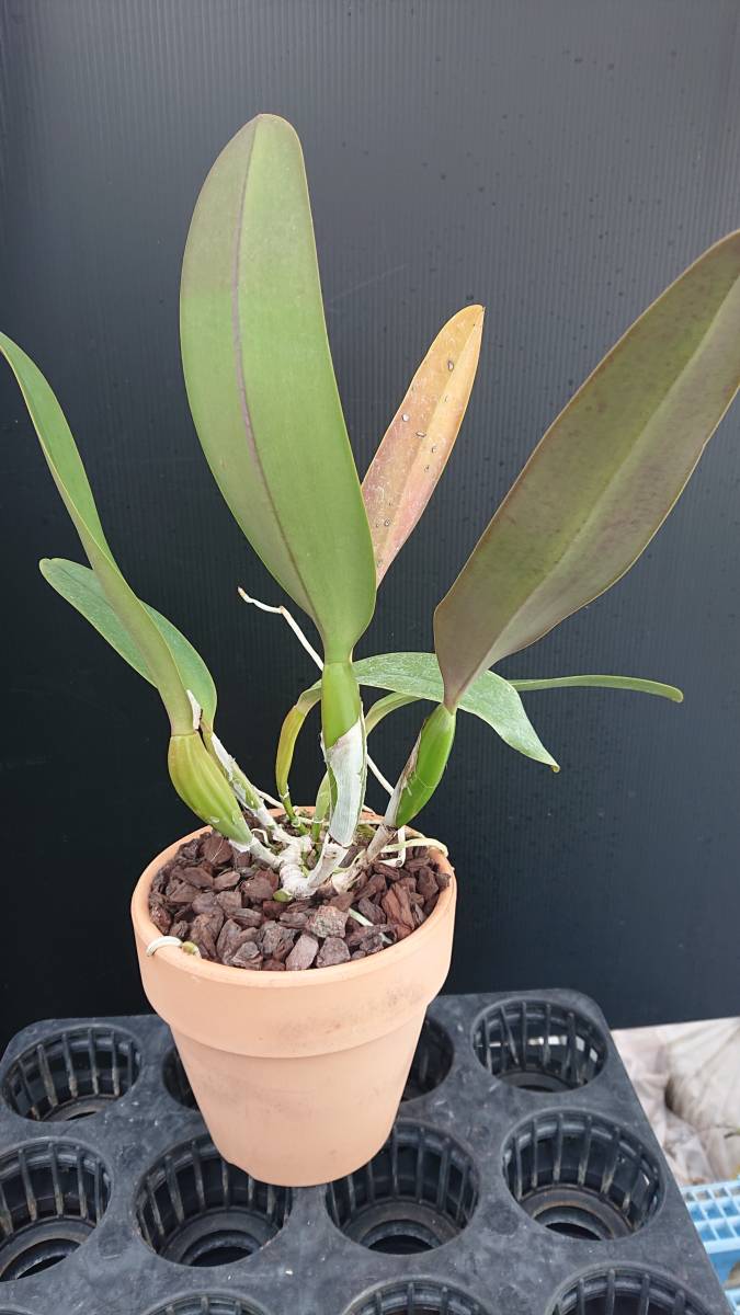 洋蘭 原種 カトレア C. labiata rubra 'Red Queen'BM/JOGA(OG) rubra