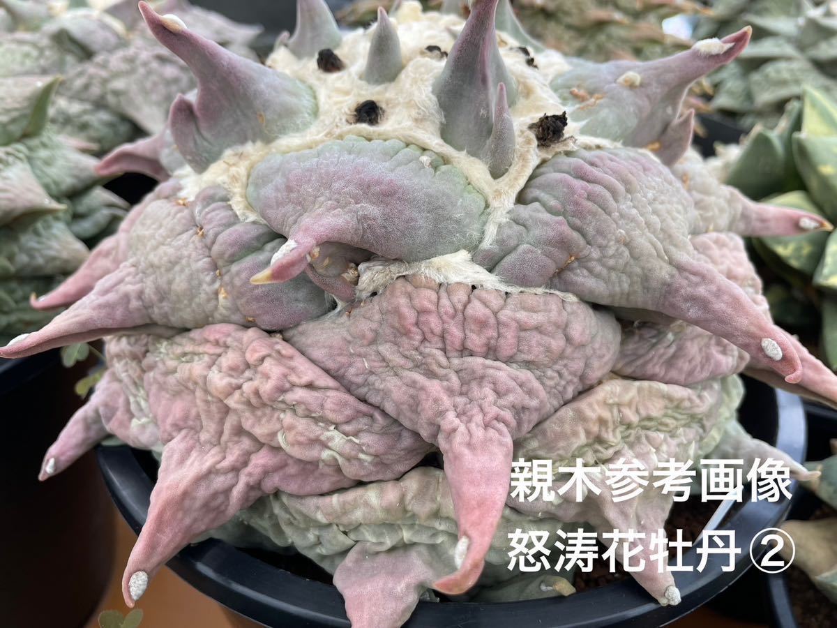 CO☆503 怒涛系花牡丹 実生1箱 アリオカルプス ☆ サボテン 多肉植物