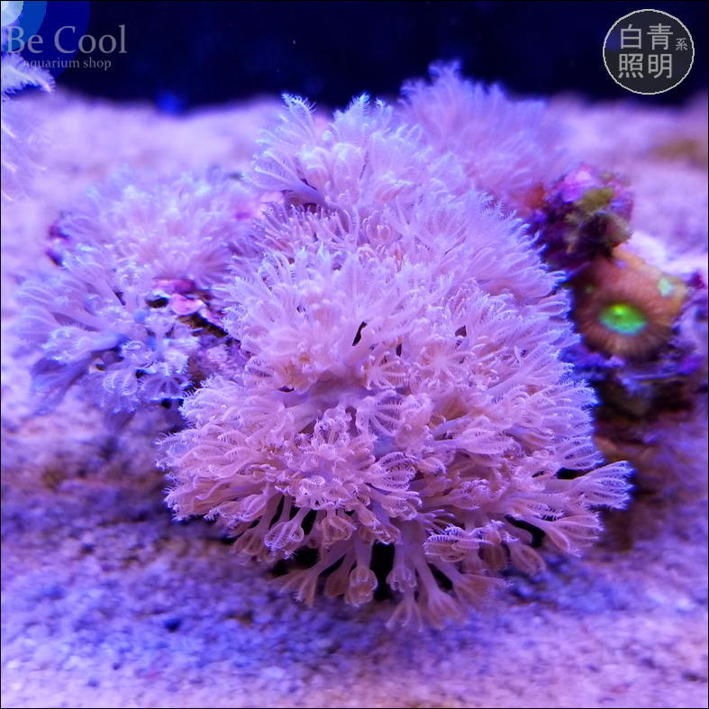 D４２ウミアザミパクパクタイプ（９ｃｍ前後）