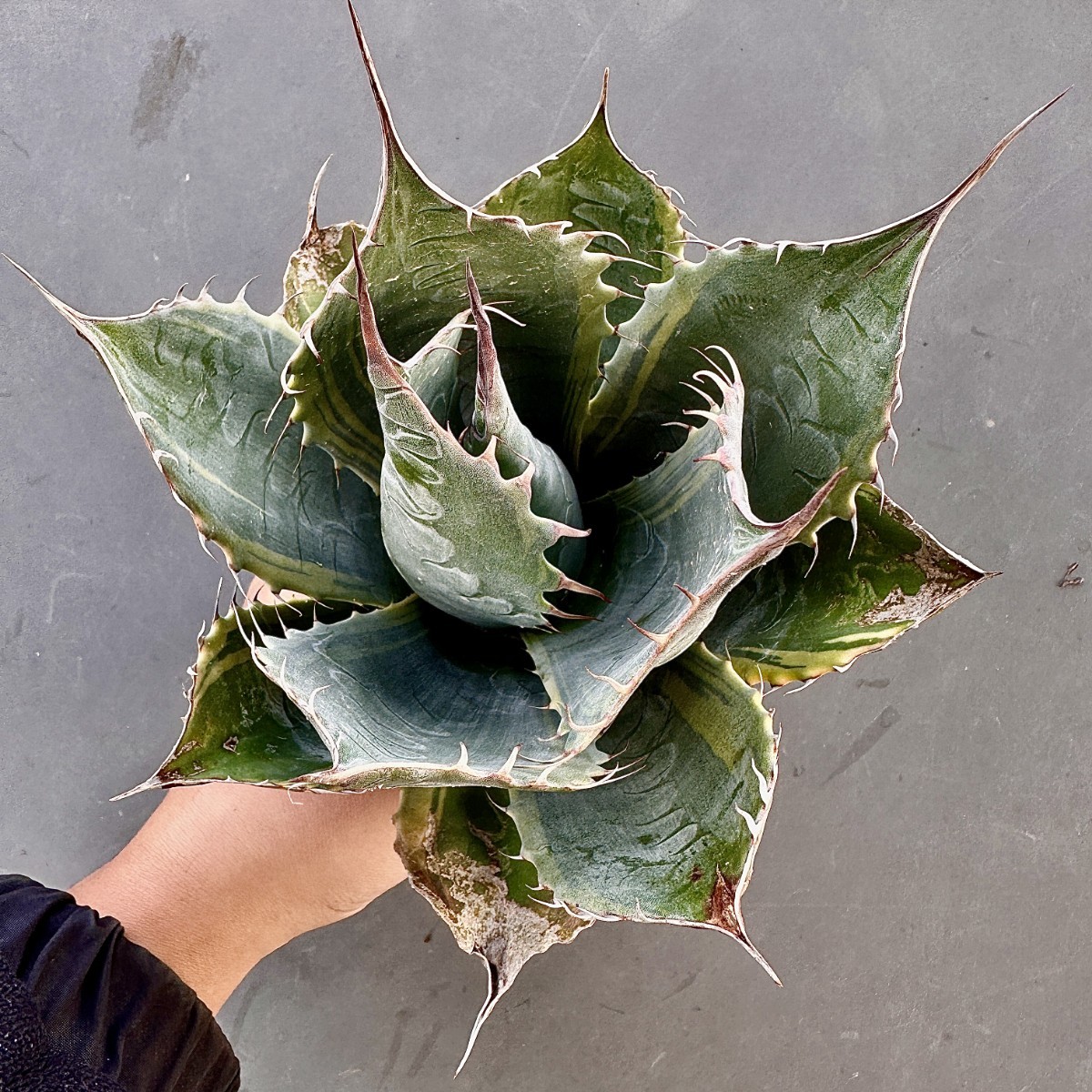 2苗セット アガベ 珍種 \