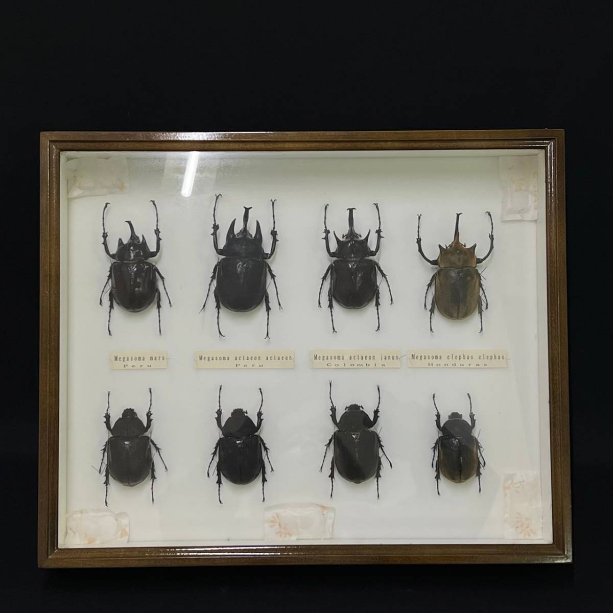 BBg154I 海外 昆虫 標本 ドイツ箱 マルスゾウカブト/アクティオン
