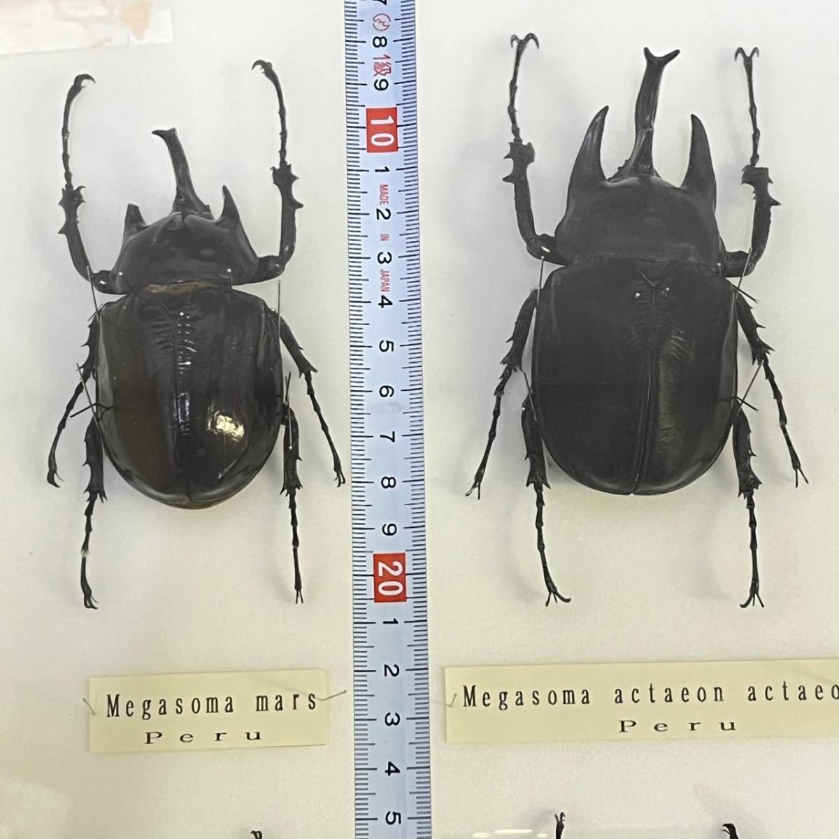 BBg154I 海外 昆虫 標本 ドイツ箱 マルスゾウカブト/アクティオン