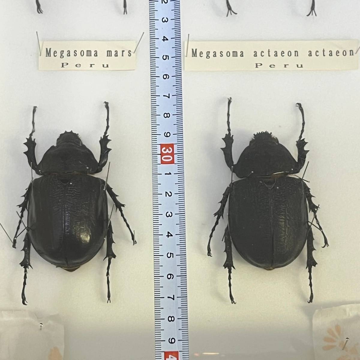 BBg154I 海外 昆虫 標本 ドイツ箱 マルスゾウカブト/アクティオン