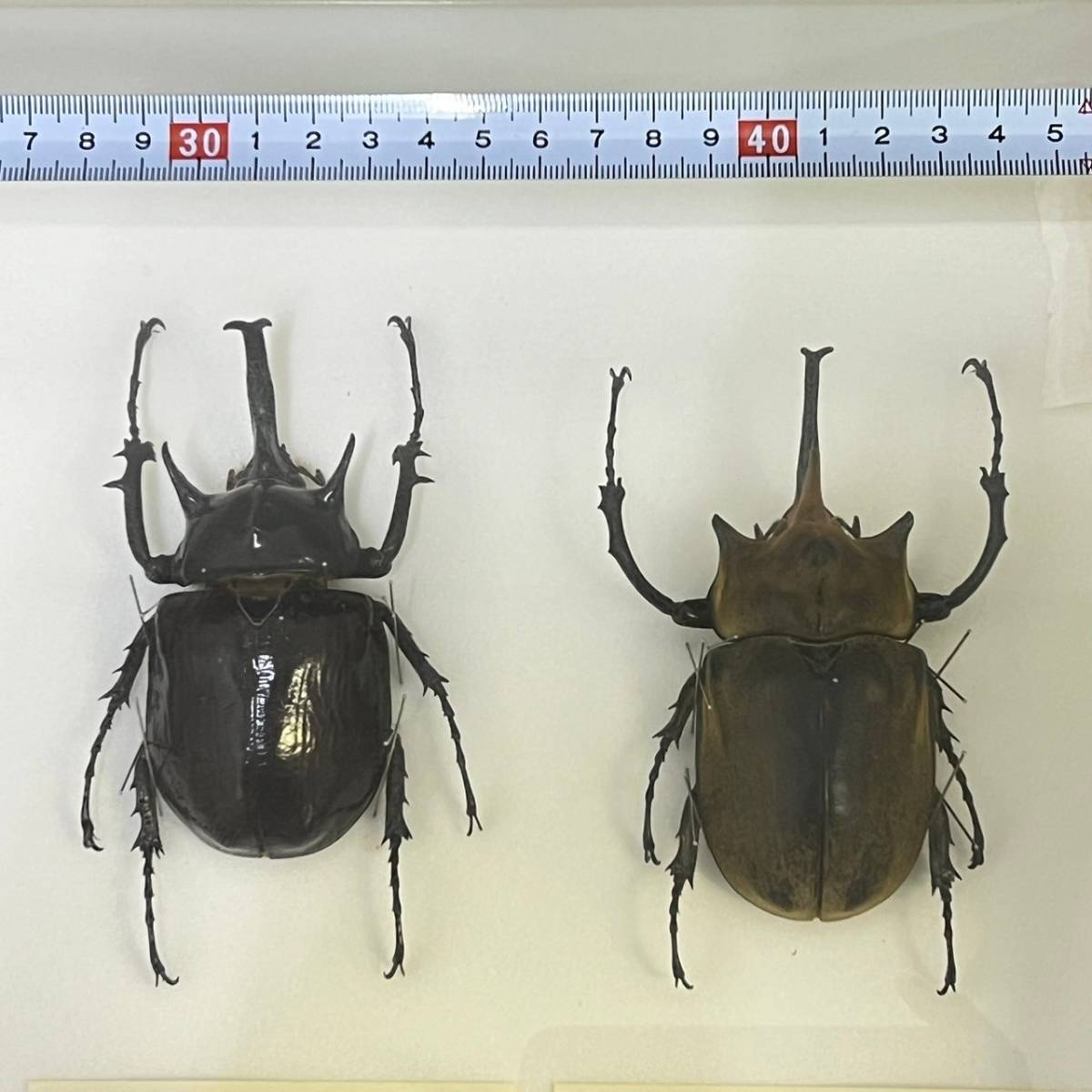 BBg154I 海外 昆虫 標本 ドイツ箱 マルスゾウカブト/アクティオン