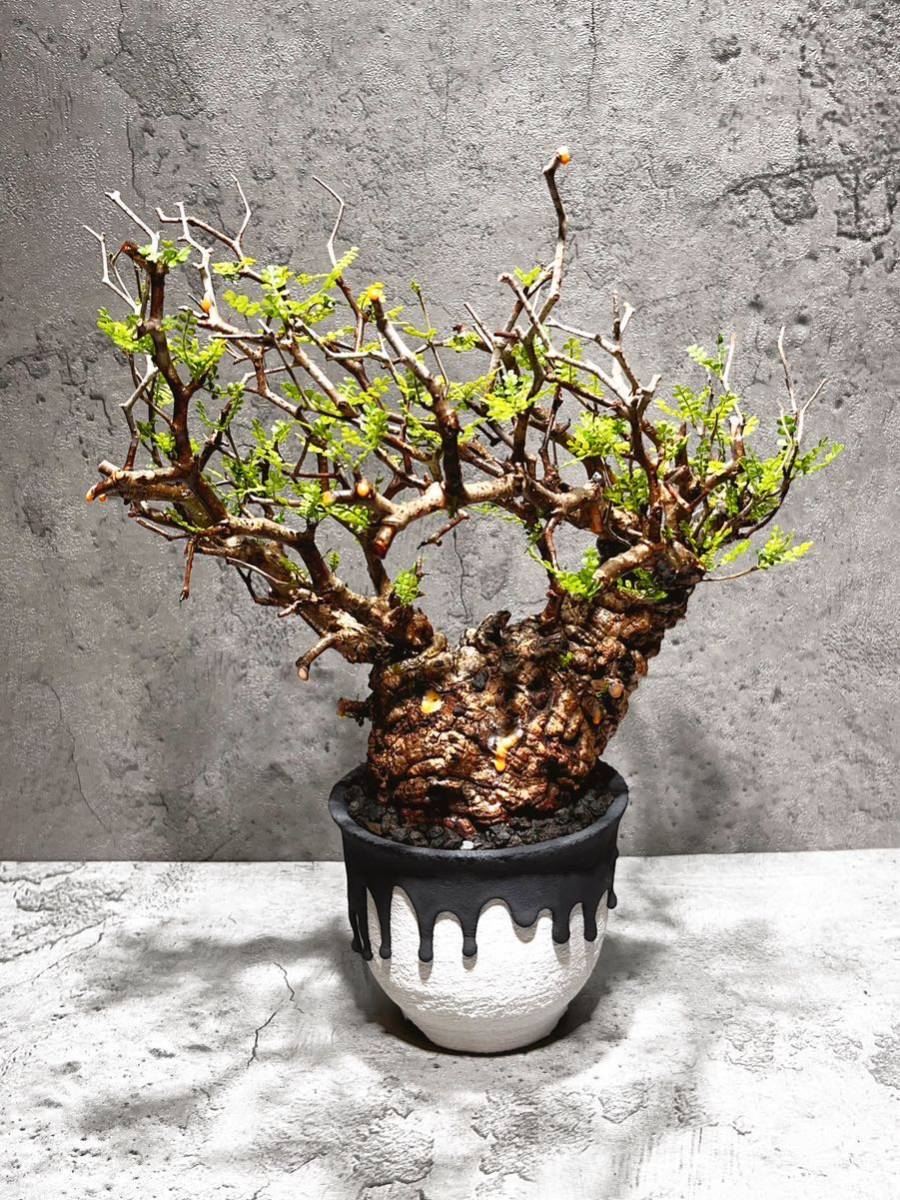 良形コレクション株】オペルクリカリア パキプス （発根済） left  