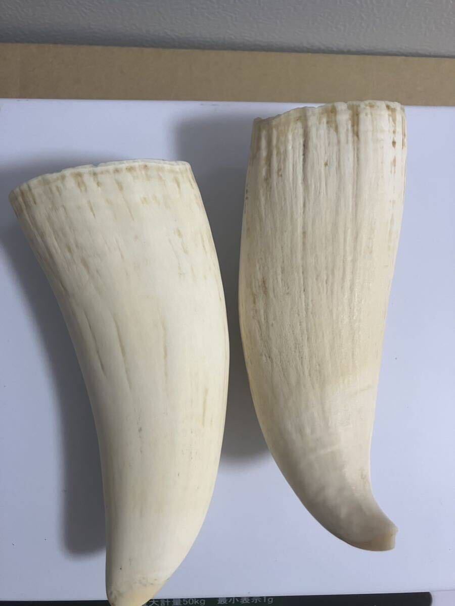 クジラ歯】鯨歯 マッコウクジラ 抹香鯨 印材 2本セット423g 美品(根付