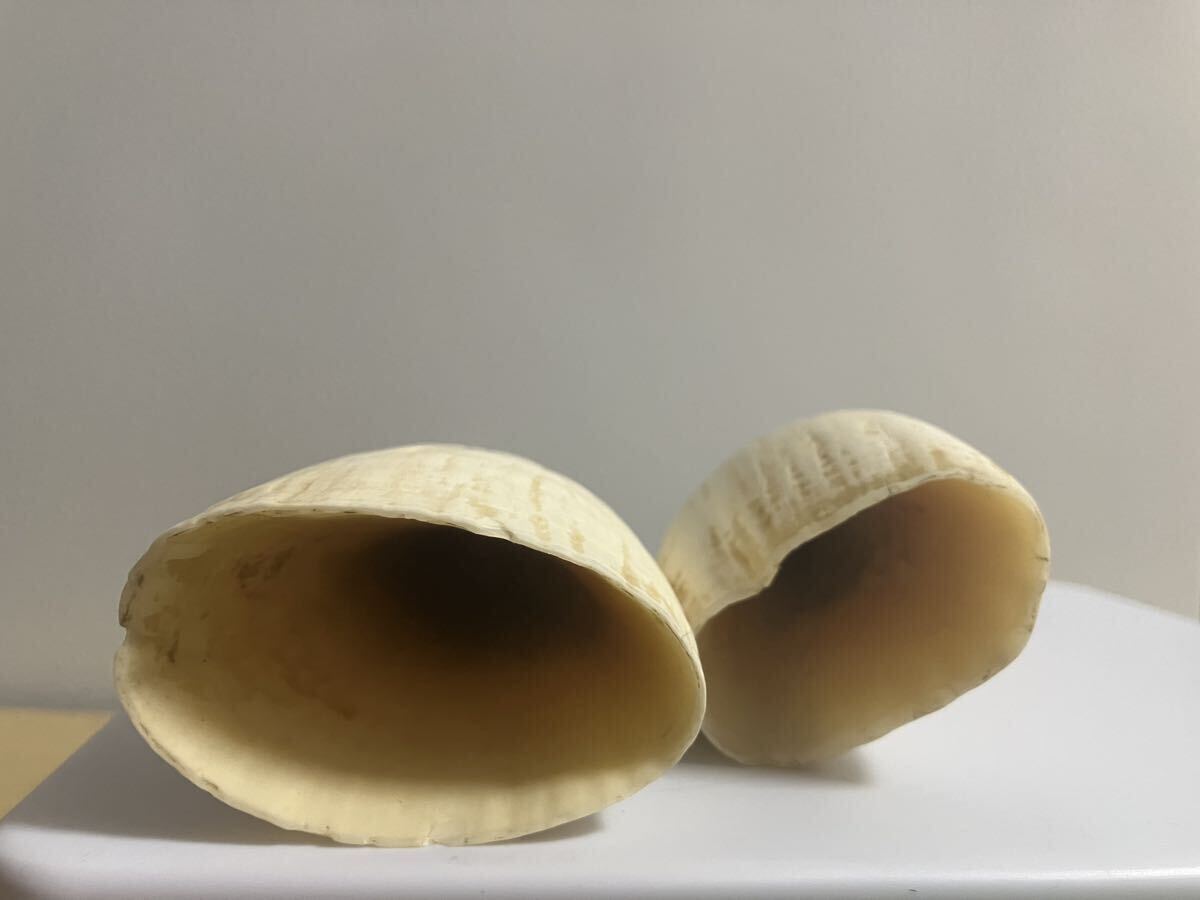 クジラ歯】鯨歯 マッコウクジラ 抹香鯨 印材 2本セット423g 美品(根付