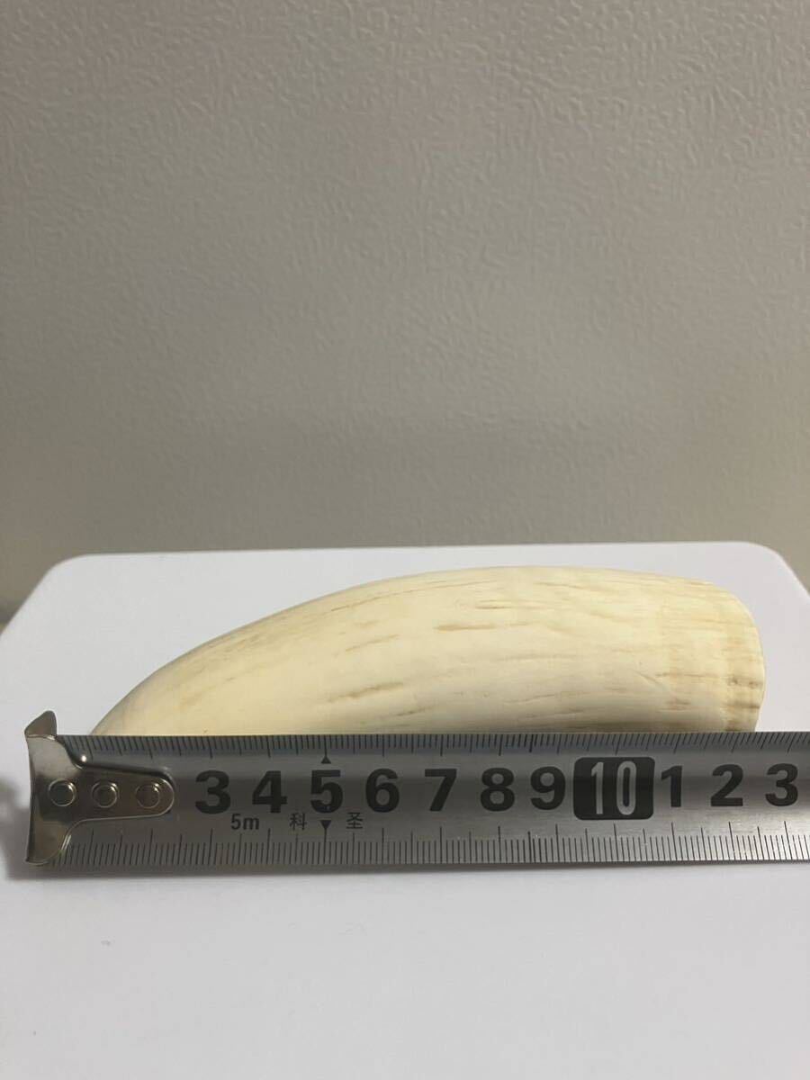 クジラ歯】鯨歯 マッコウクジラ 抹香鯨 印材 2本セット423g 美品(根付