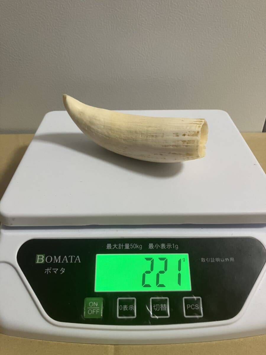 クジラ歯】鯨歯 マッコウクジラ 抹香鯨 印材 2本セット423g 美品(根付