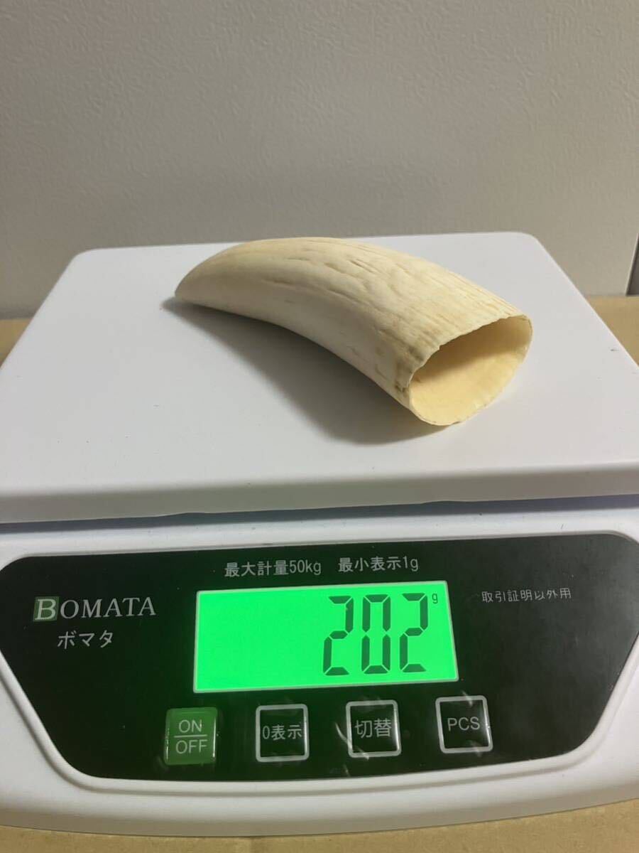 抹香鯨歯 美品 クジラ歯】鯨歯 マッコウクジラ 抹香鯨 印材 2本セット423g 美品(根付