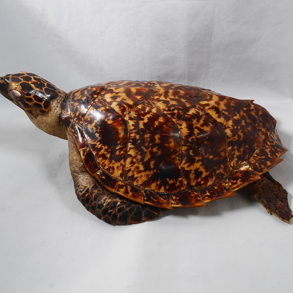 タイマイ 剥製 全長 40cm インドネシア ウミガメ 海亀(科学、自然