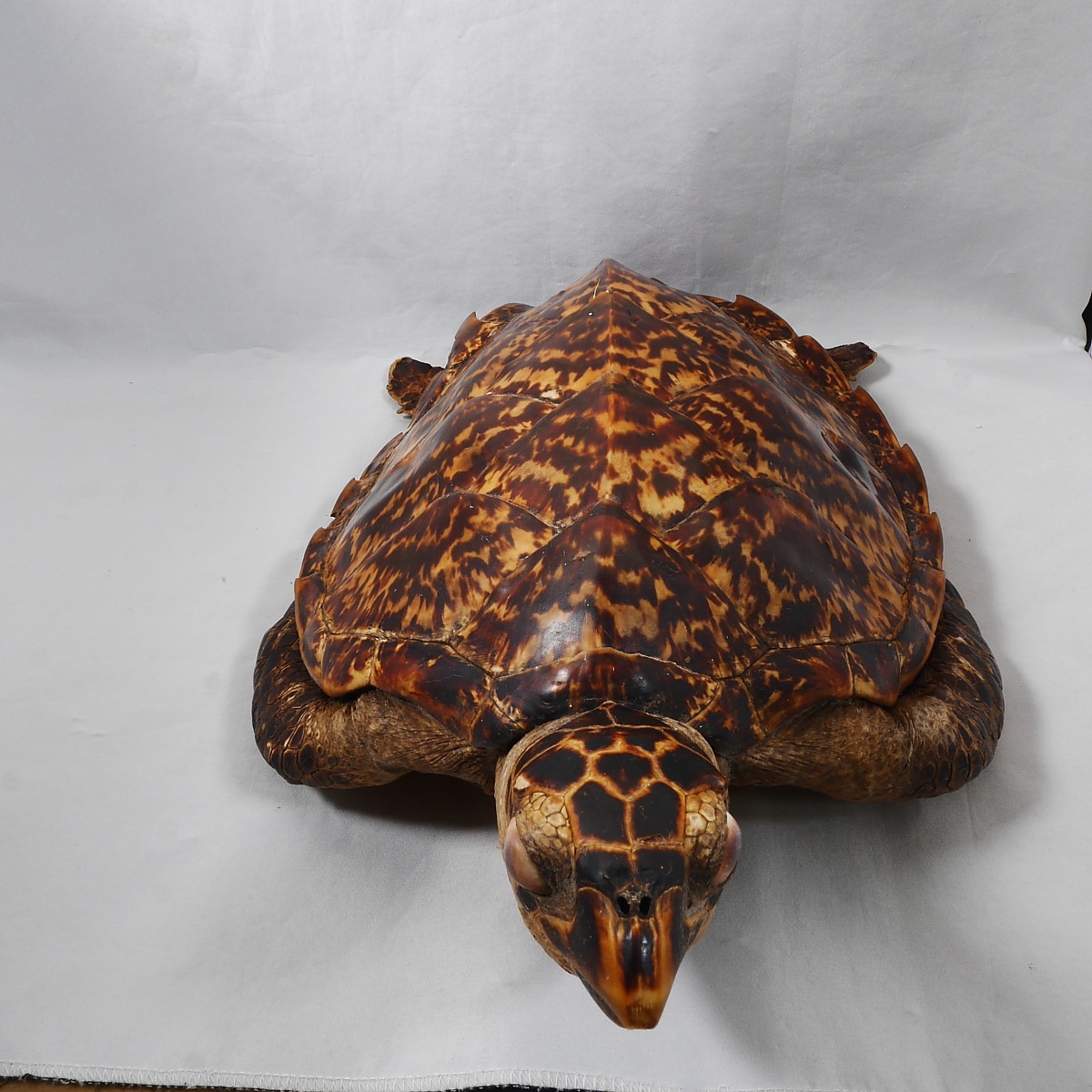 タイマイ 剥製 全長 40cm インドネシア ウミガメ 海亀(科学、自然