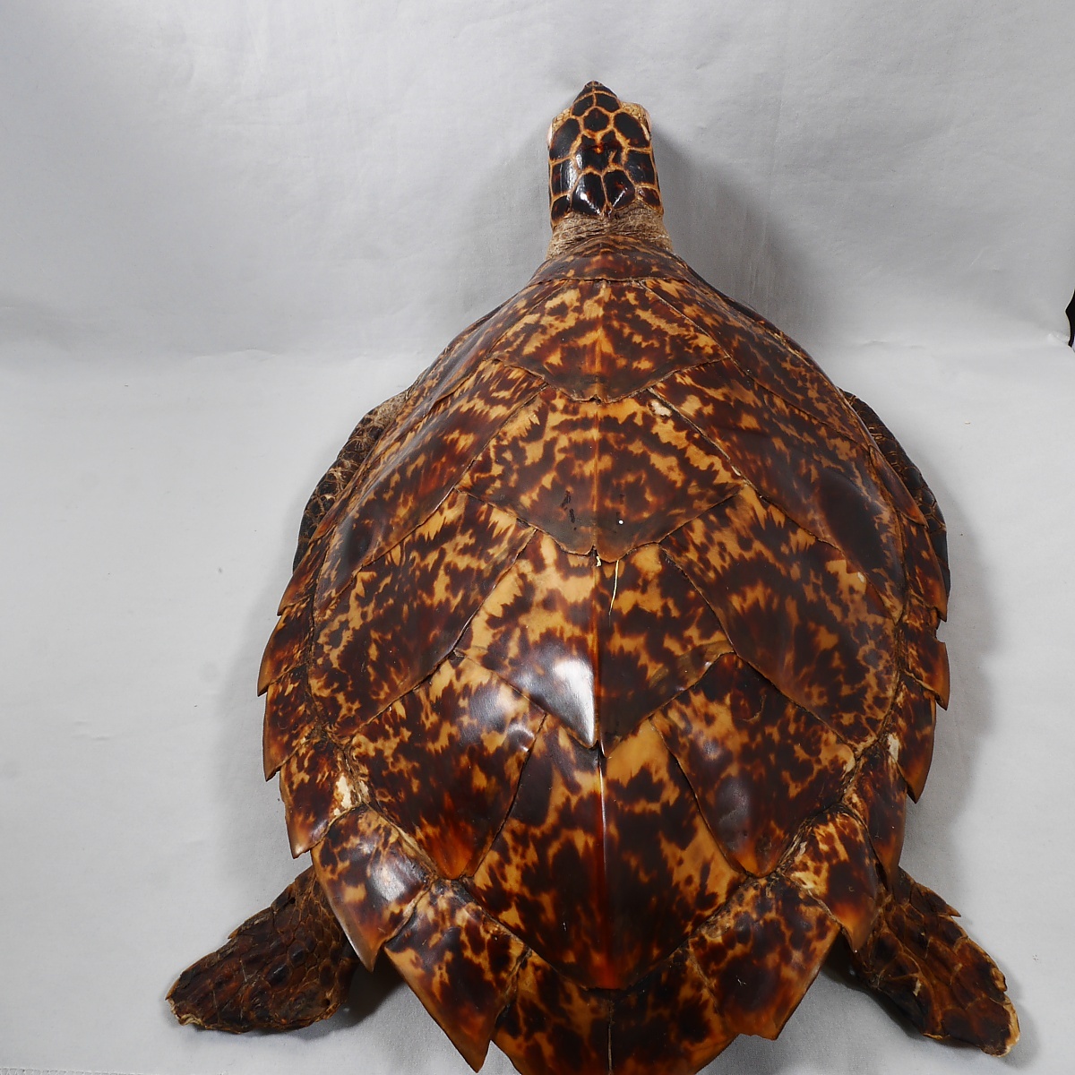 タイマイ 剥製 全長 40cm インドネシア ウミガメ 海亀(科学、自然